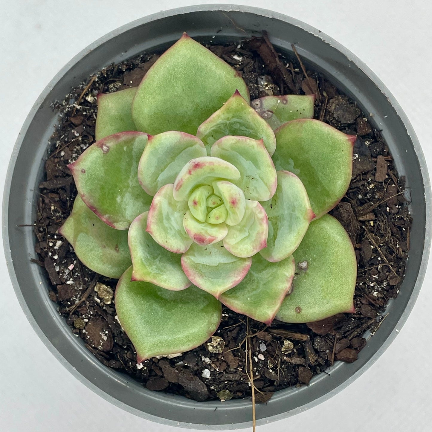 Echeveria agavoides ‘Salmon’