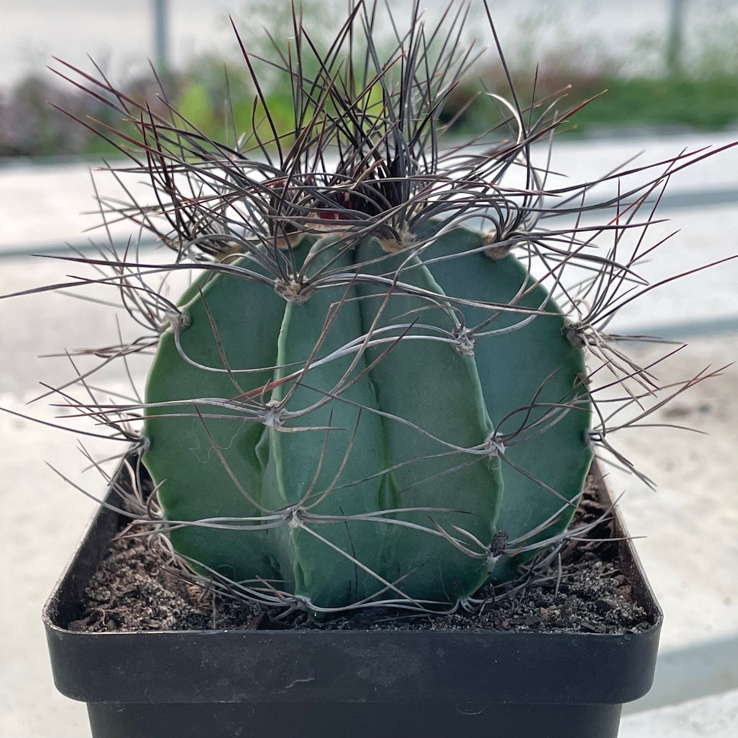 Astrophytum capricorne var. crassispinum