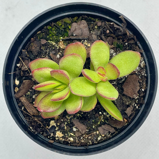 Crassula nudicaulis var. platyphylla