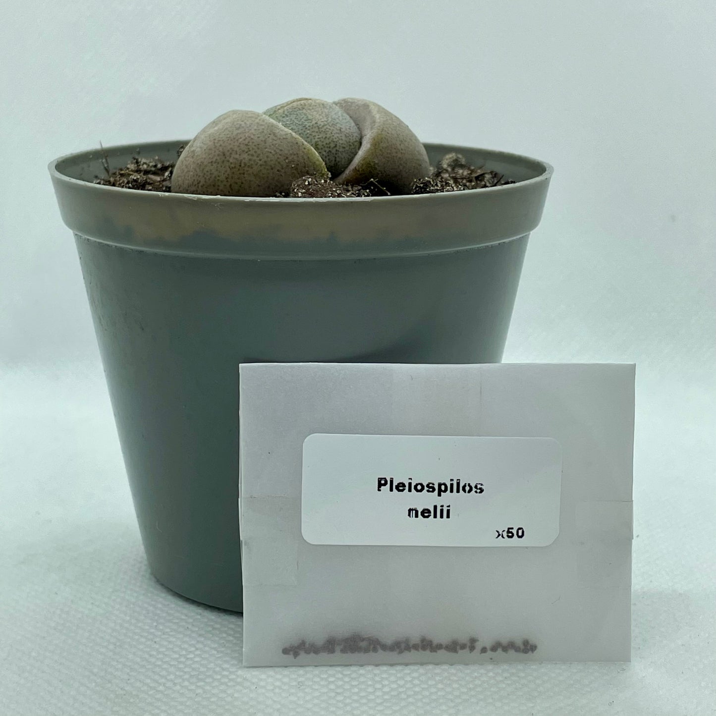 Pleiospilos nelii