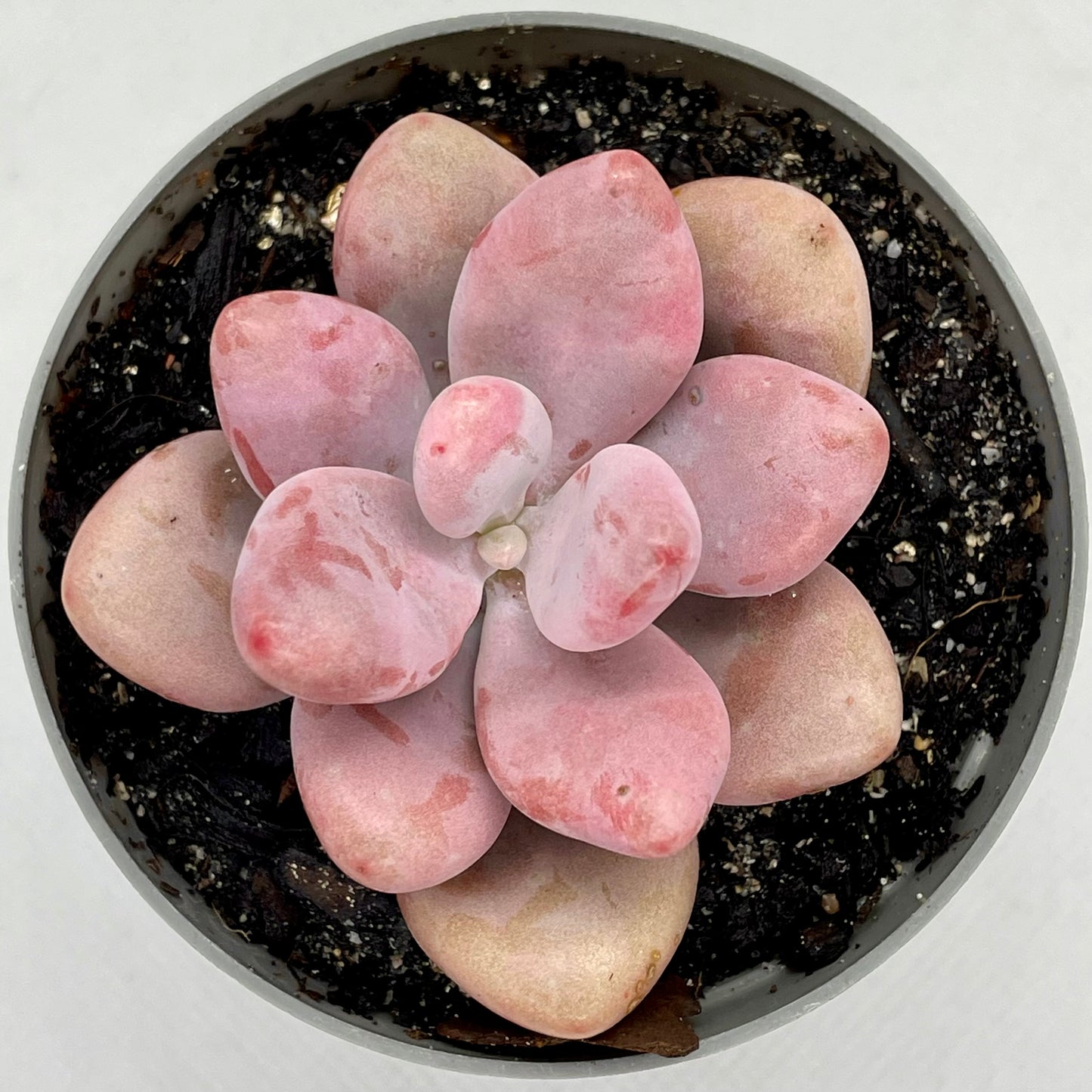 Graptopetalum amethystum