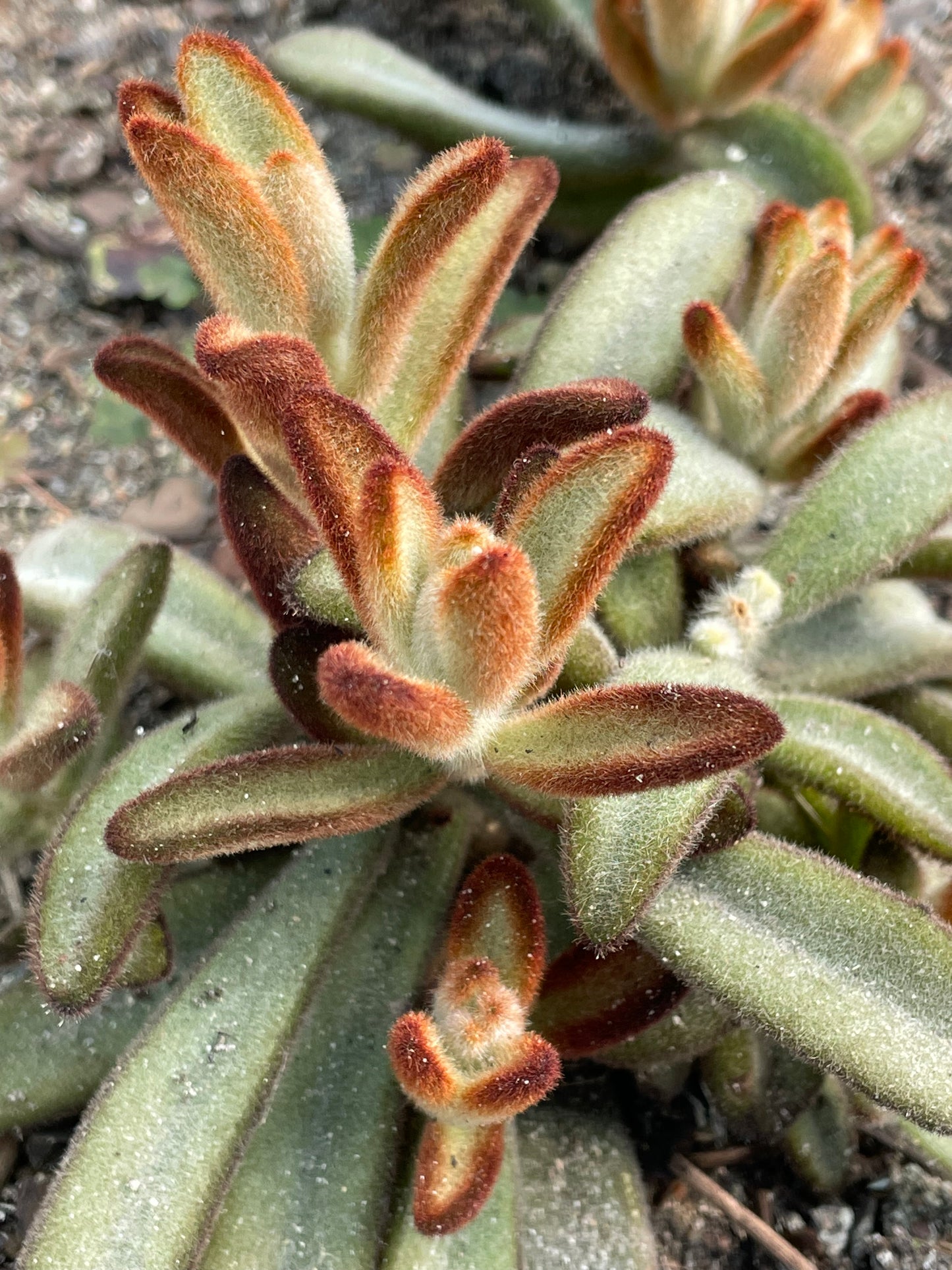 Kalanchoe tomentosa ‘Chocolate Soldier’