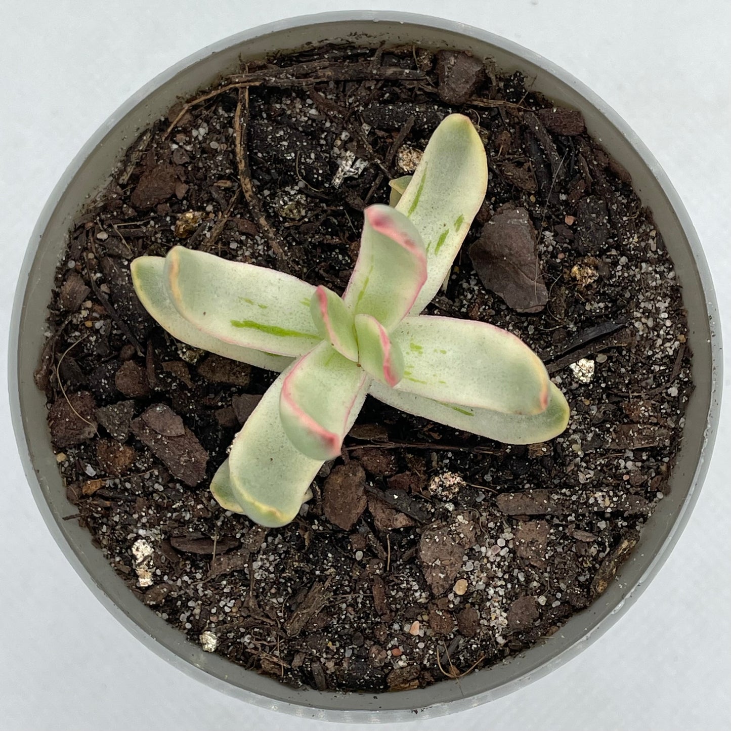 Crassula rubricaulis 'Candy Cane'