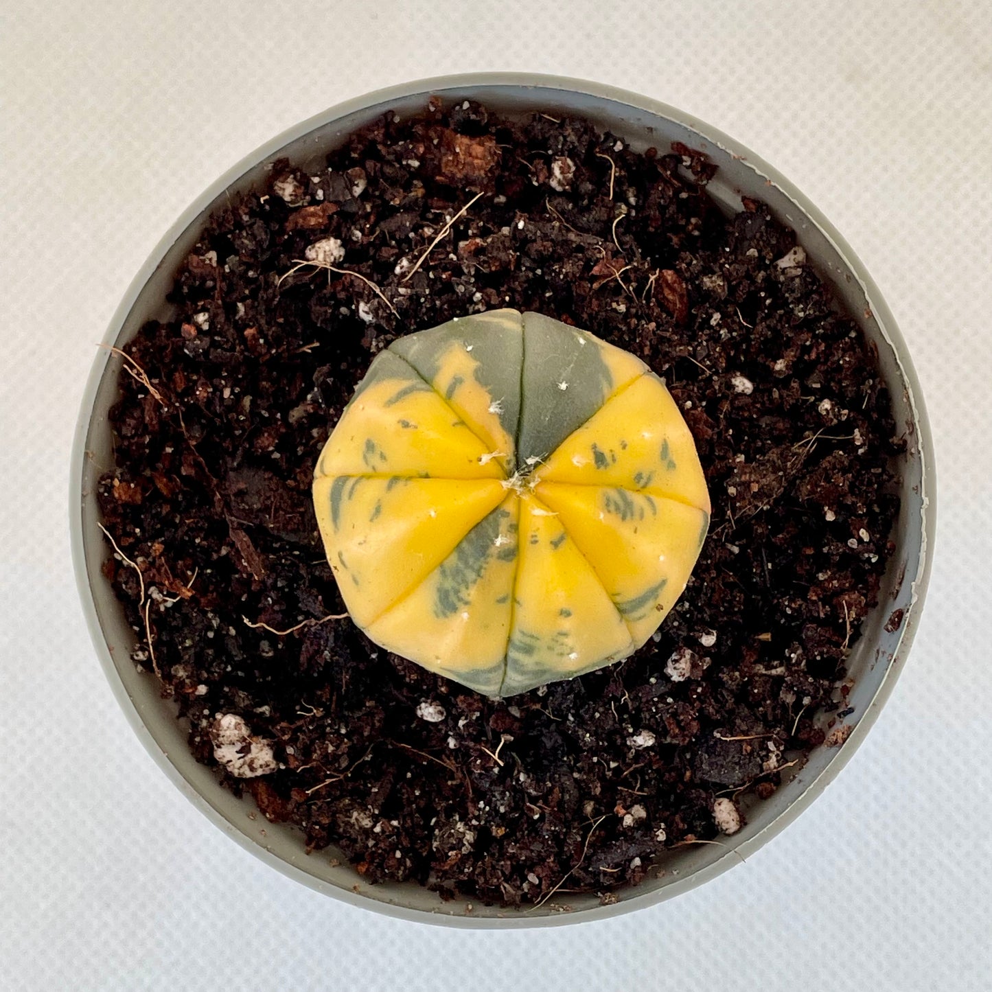 Astrophytum asterias var. nudum f. variegata