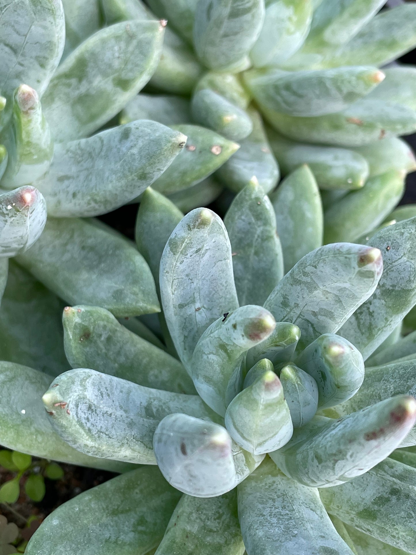 xPachyveria ‘Glauca’