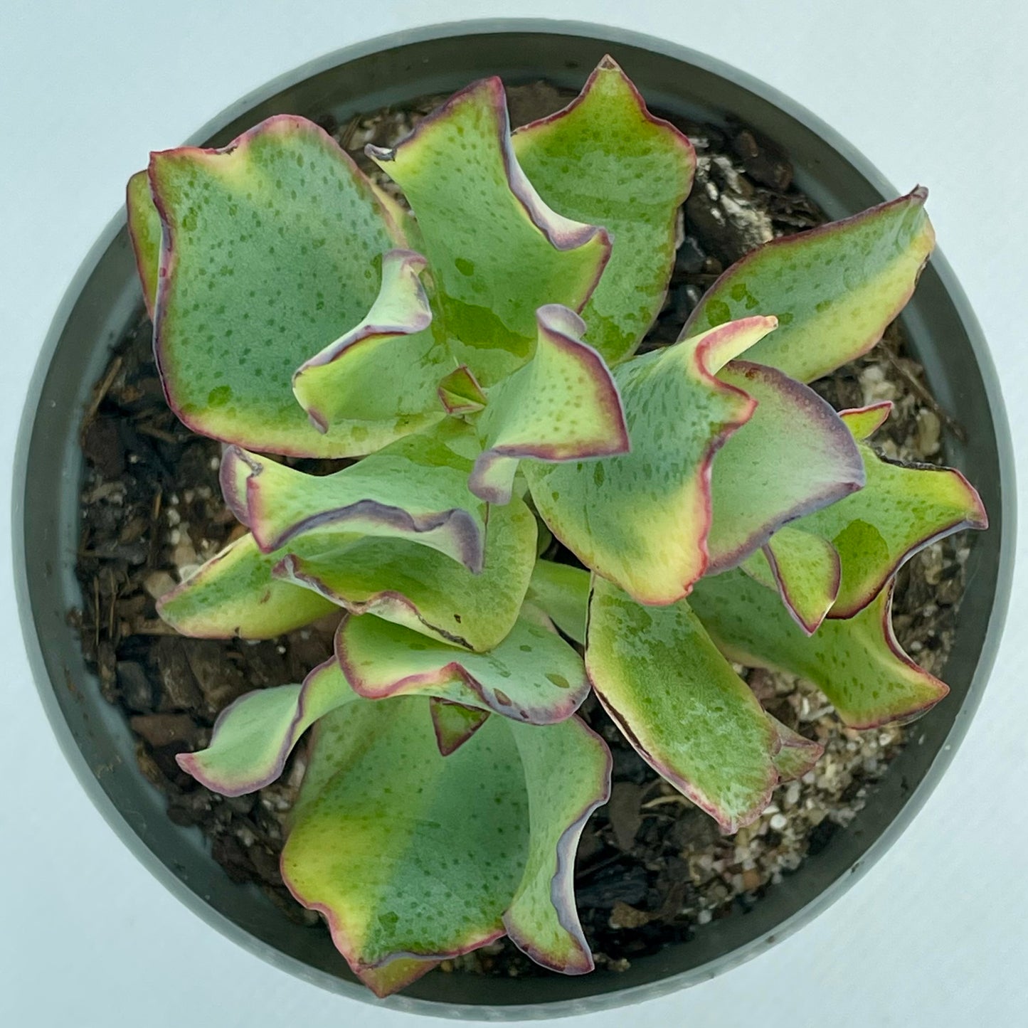 Crassula arborescens subsp. undulatifolia ’Variegata’