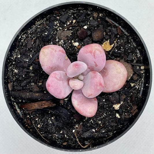 Graptopetalum amethystum