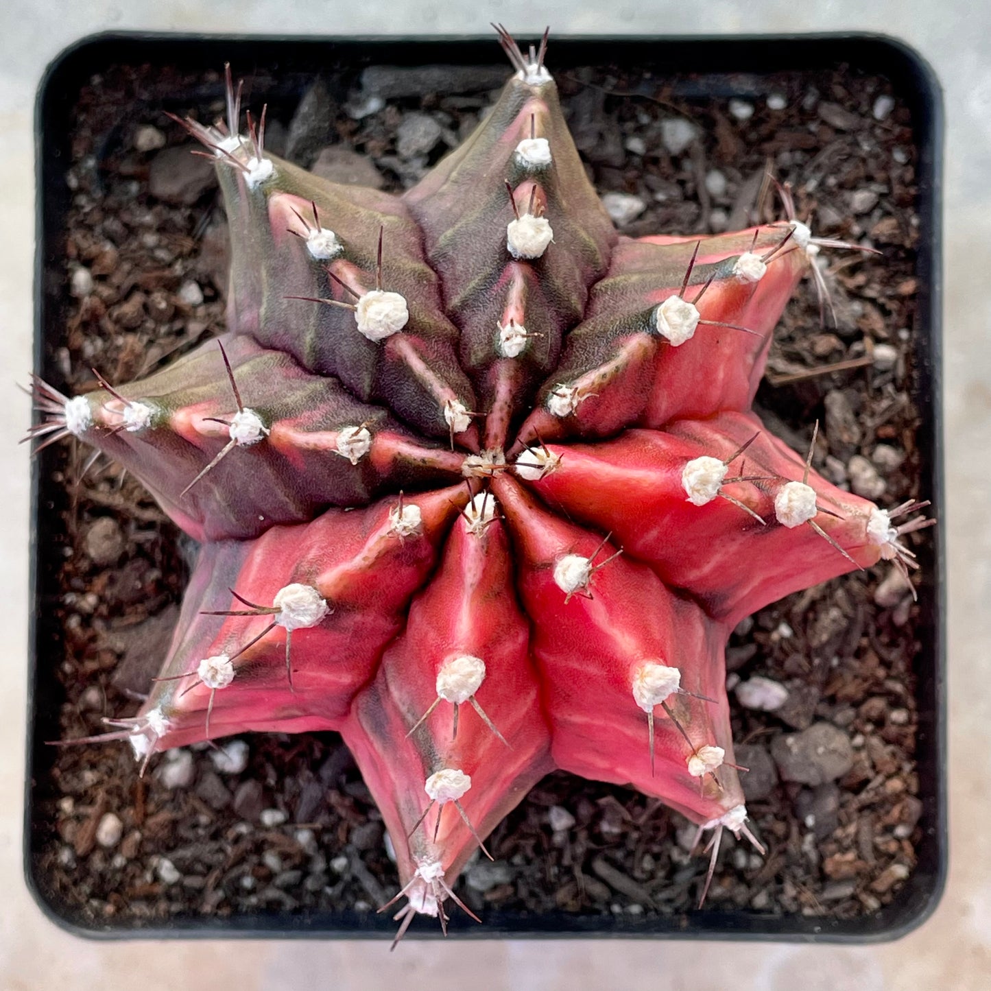 Gymnocalycium mihanovichii ‘Variegata’ (Nishikii)