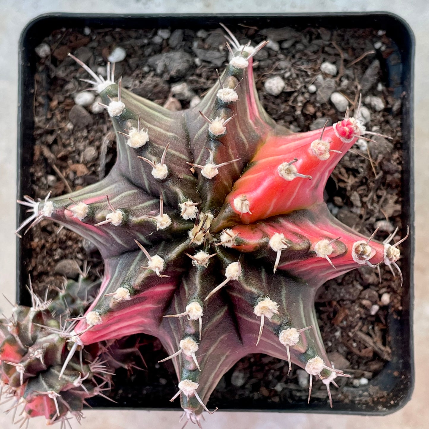 Gymnocalycium mihanovichii ‘Variegata’ (Nishikii)