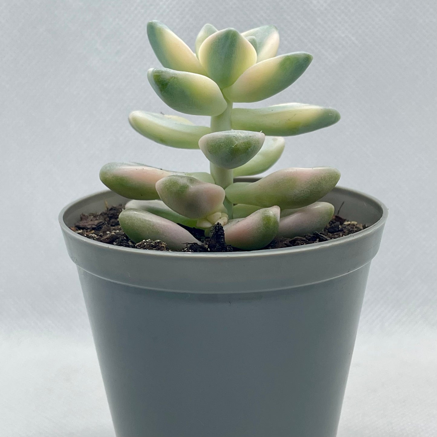 xGraptoveria ‘Apricot’