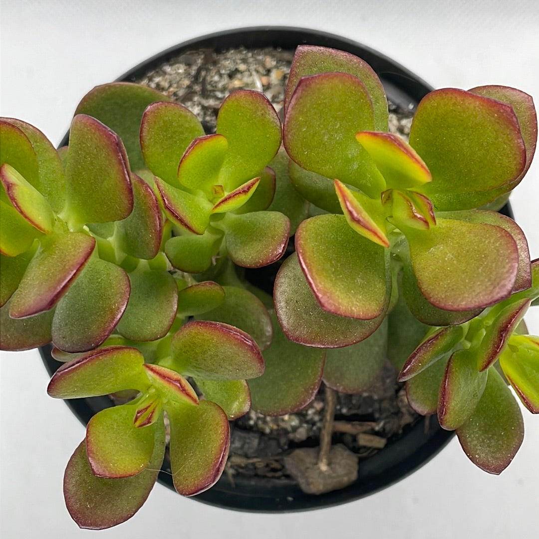 Crassula ovata ‘Minima’