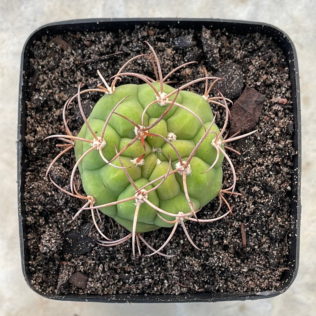 Gymnocalycium saglionis