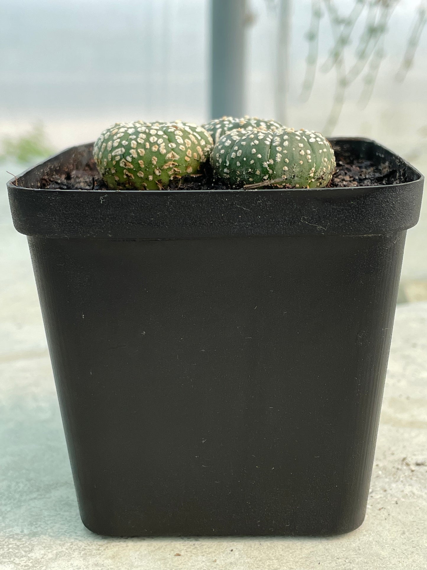 Astrophytum asterias ‘Super Kabuto’ (Mixed trio pot)