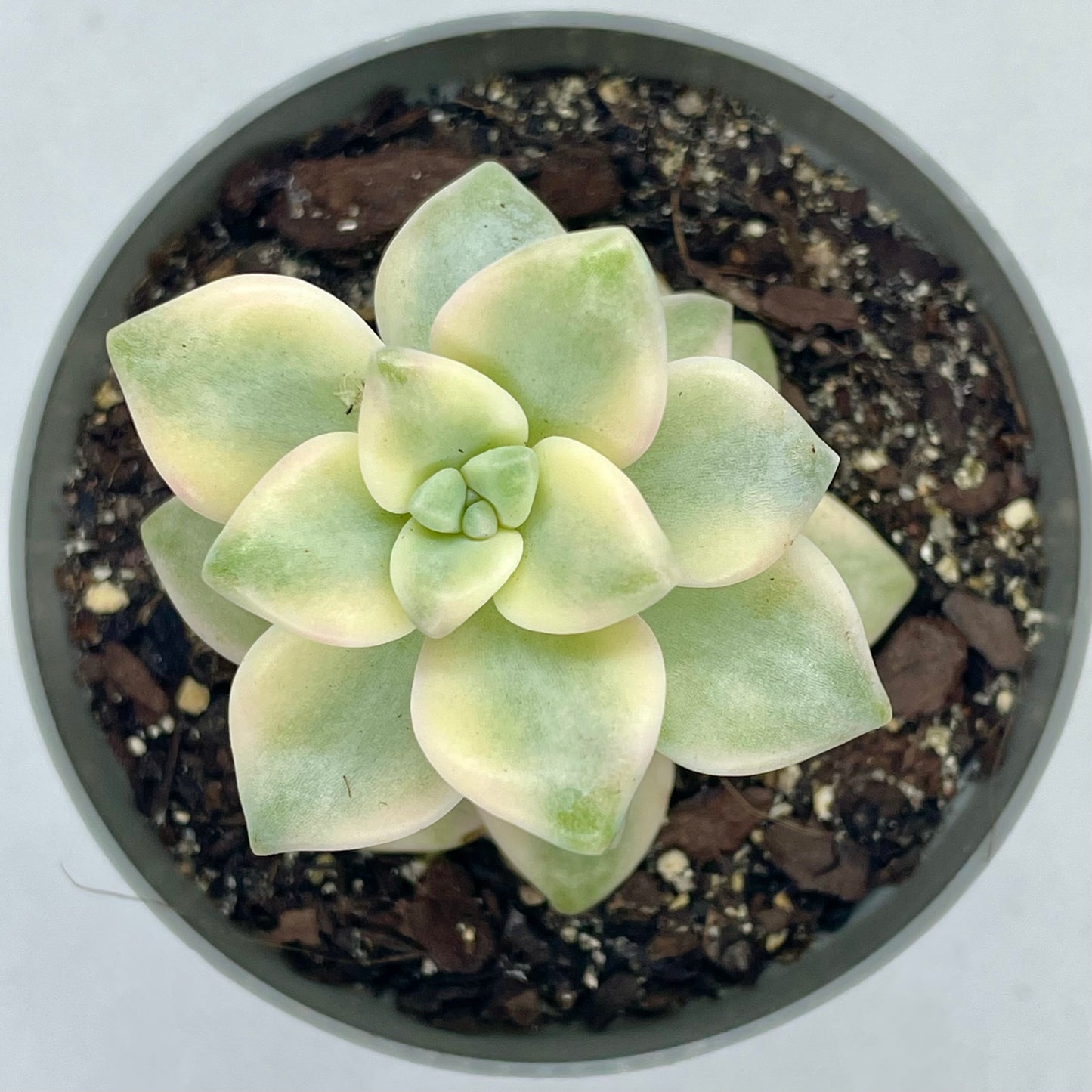 xGraptoveria ‘Apricot’