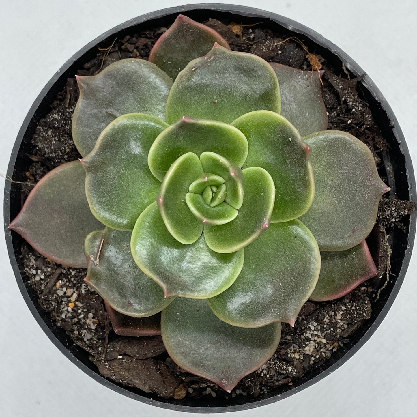 Echeveria ‘Marrom’