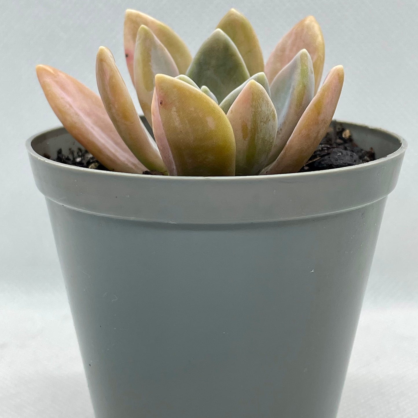 xGraptophytum ‘Supreme Variegatum’