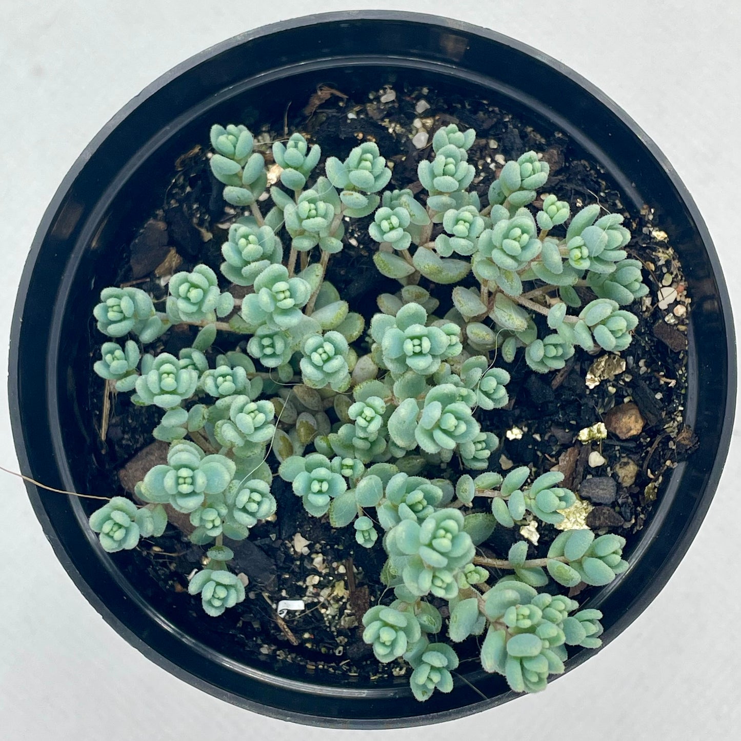 Sedum dasyphyllum