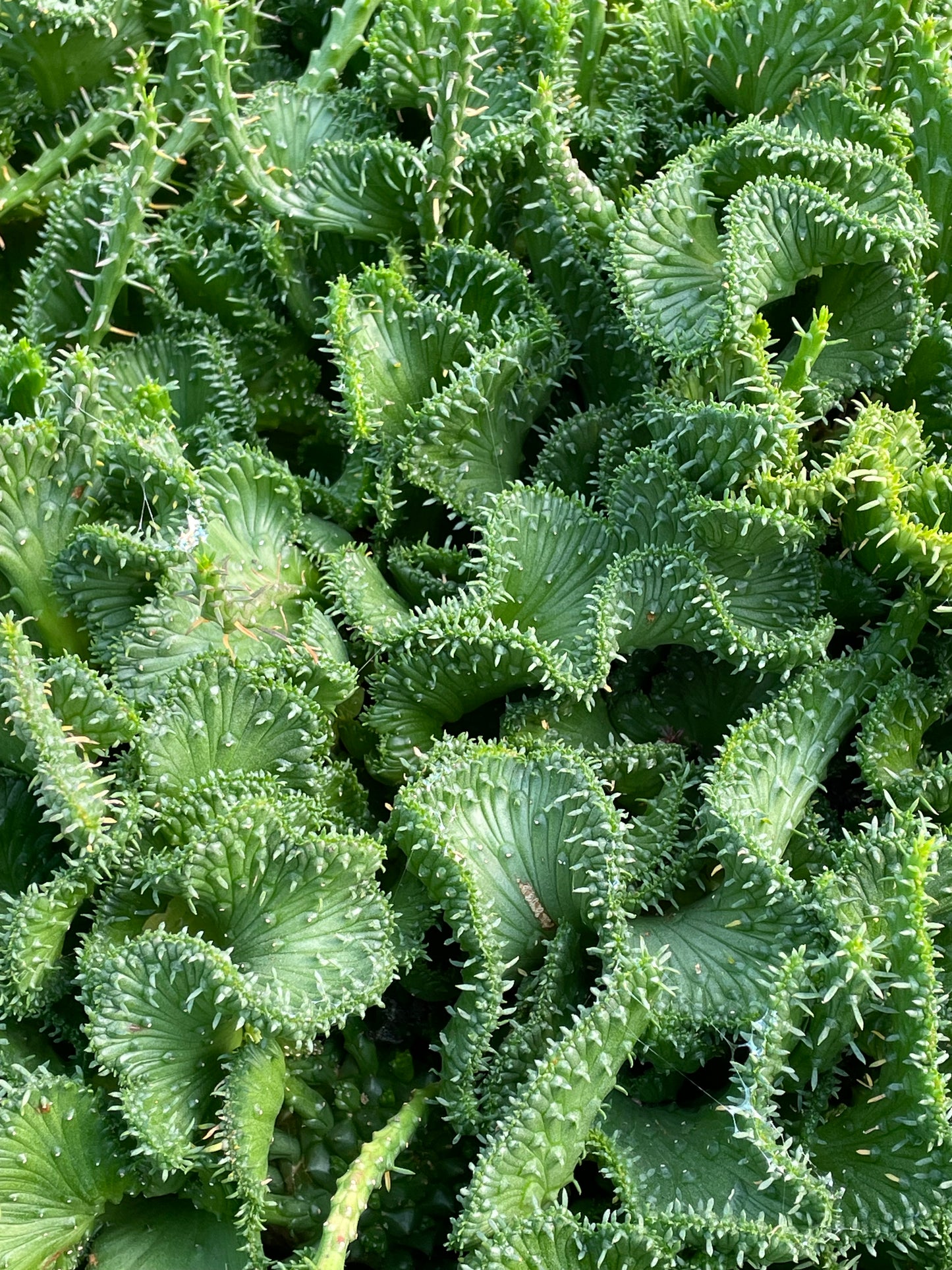 Euphorbia flanaganii ‘Cristata’