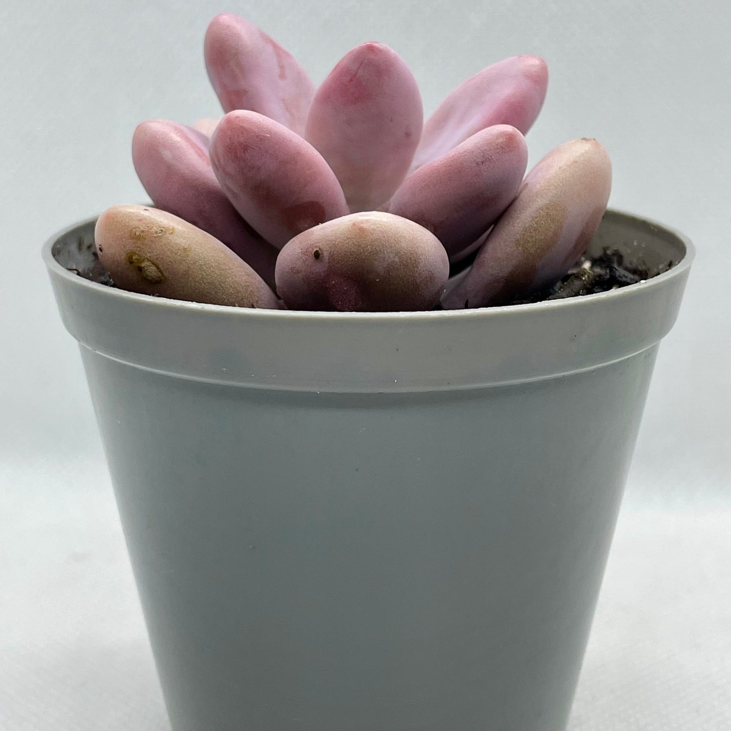 Graptopetalum amethystum