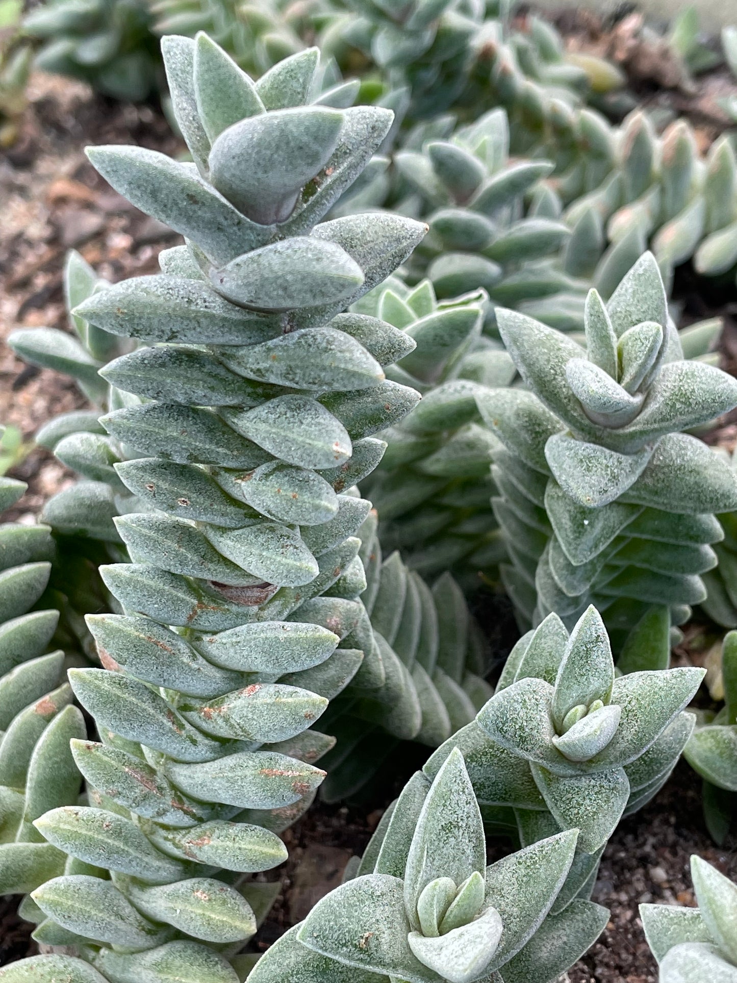 Crassula perfoliata (Miniature Form)