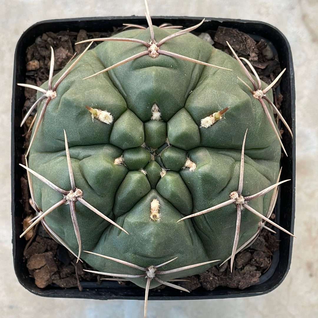 Gymnocalycium horstii