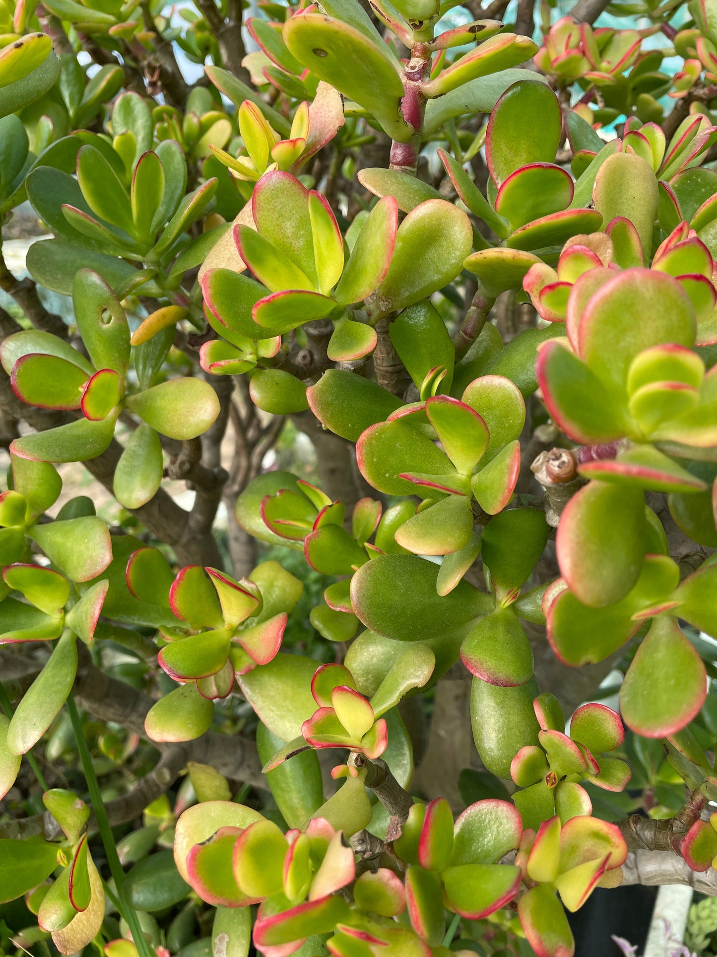 Crassula ovata ‘Hummel's Sunset’