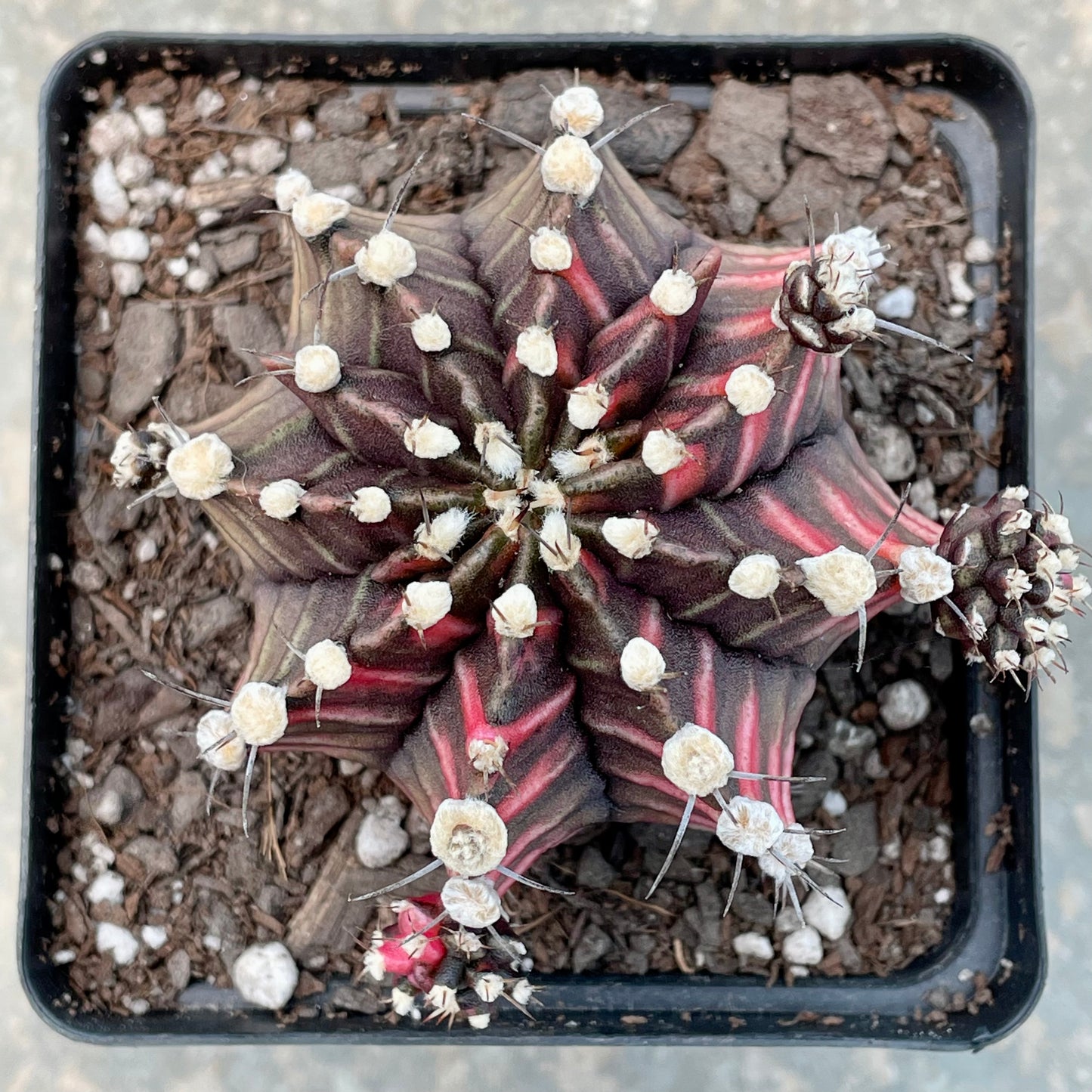 Gymnocalycium mihanovichii ‘Variegata’ (Nishikii)