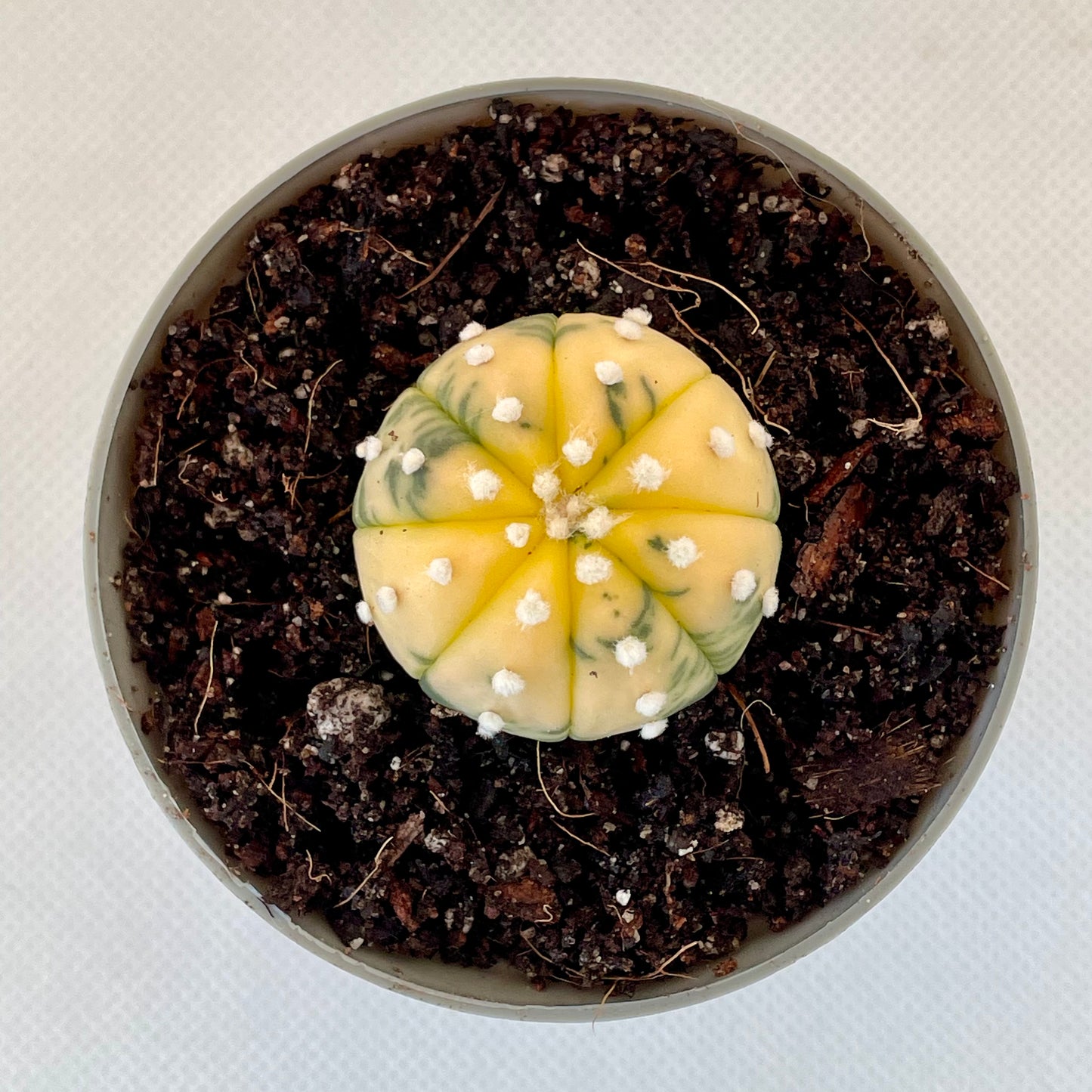 Astrophytum asterias var. nudum f. variegata