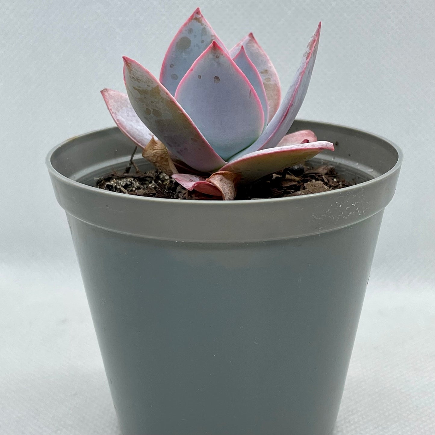 Echeveria cante