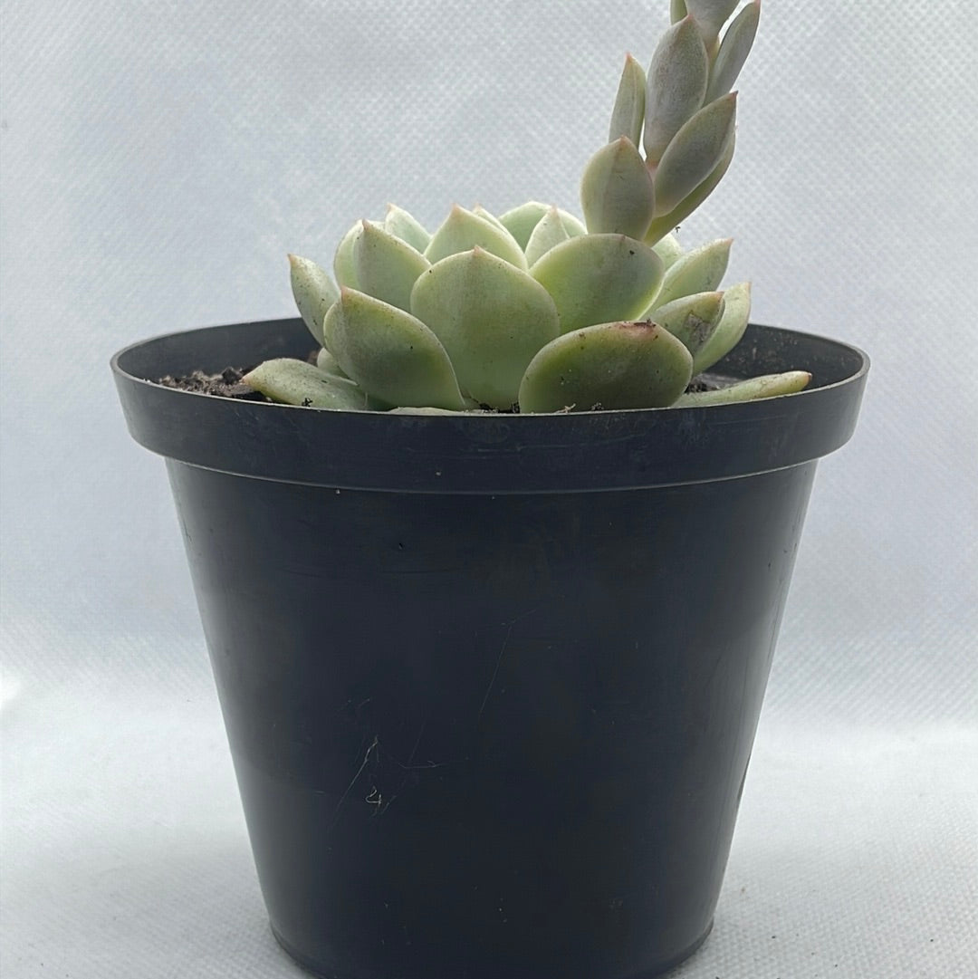 Echeveria ‘Vanbreen’