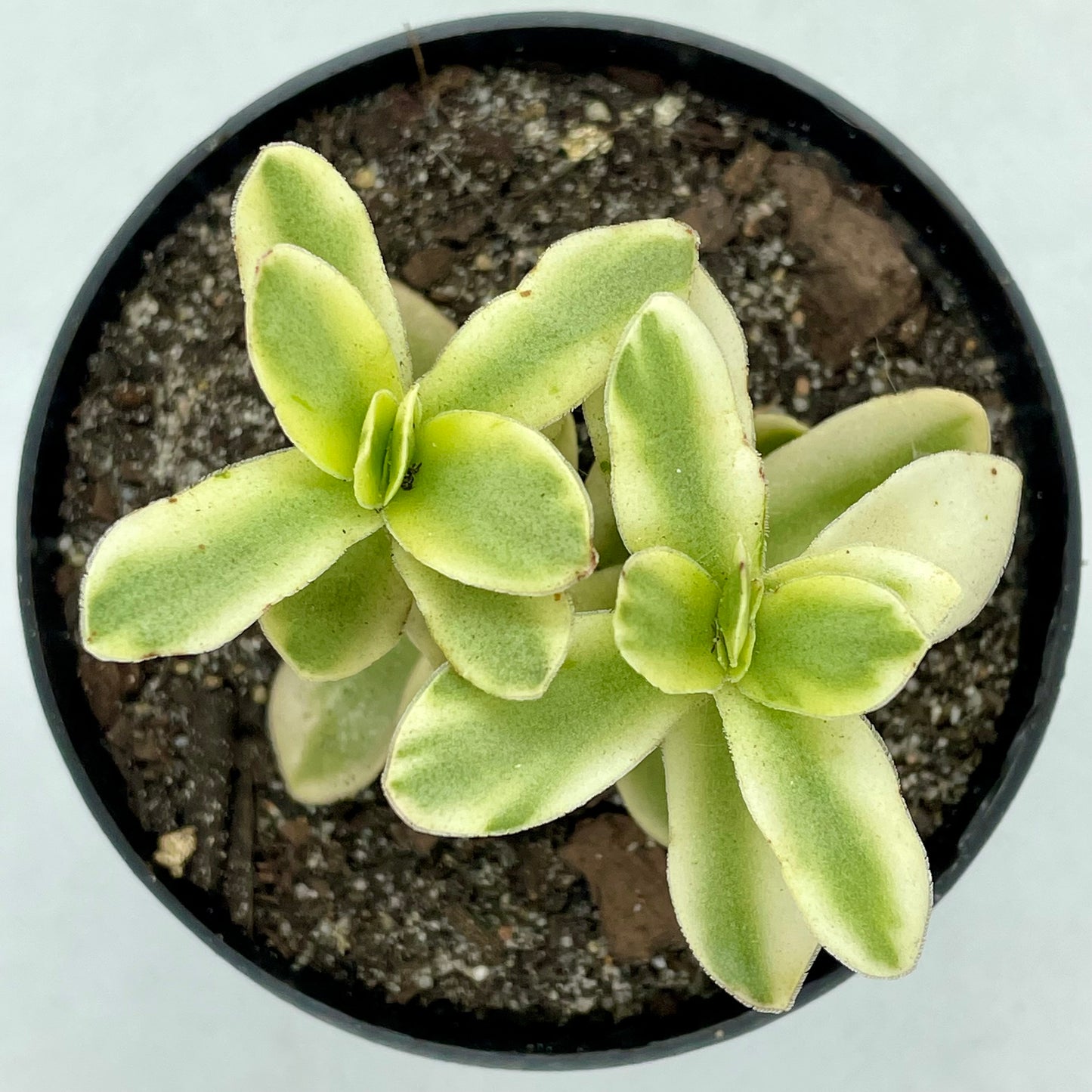 Crassula dejecta f. variegata