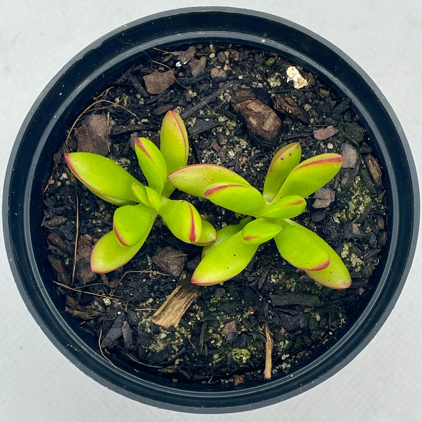 Crassula cultrata