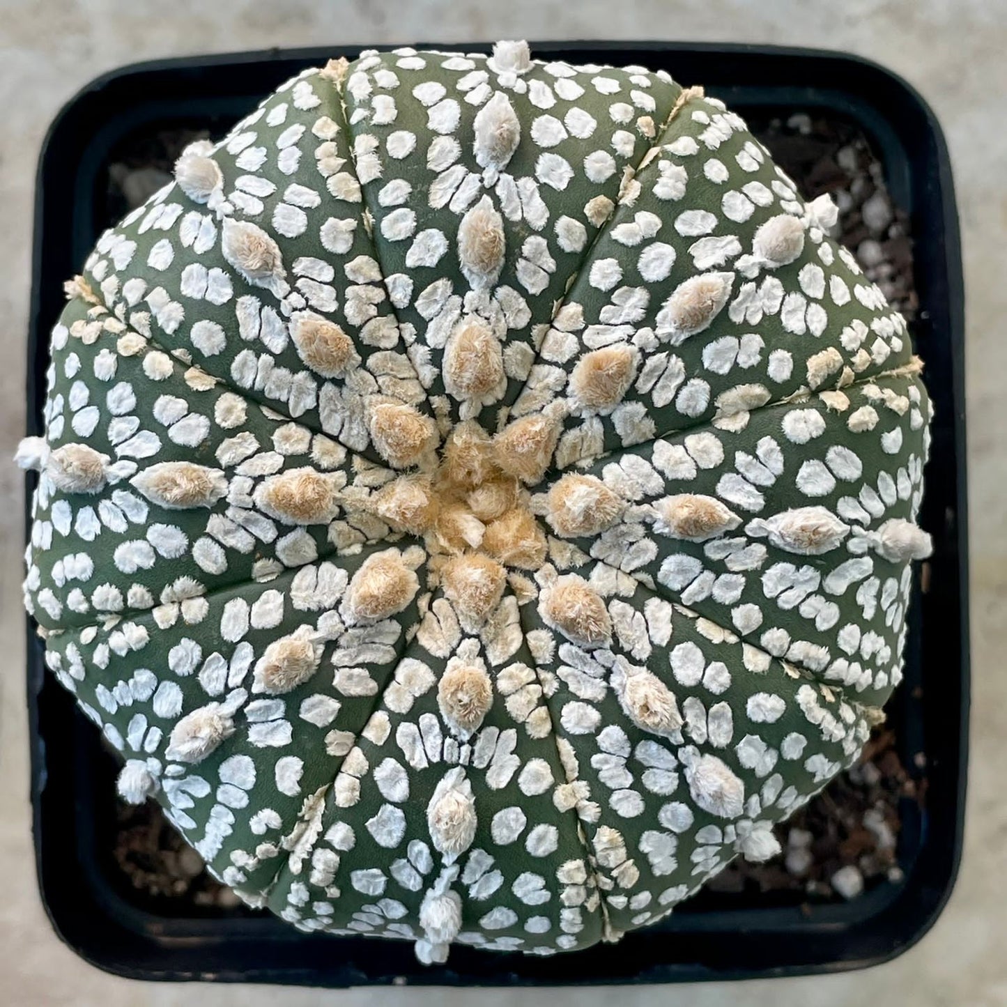 Astrophytum asterias ‘Super Kabuto’