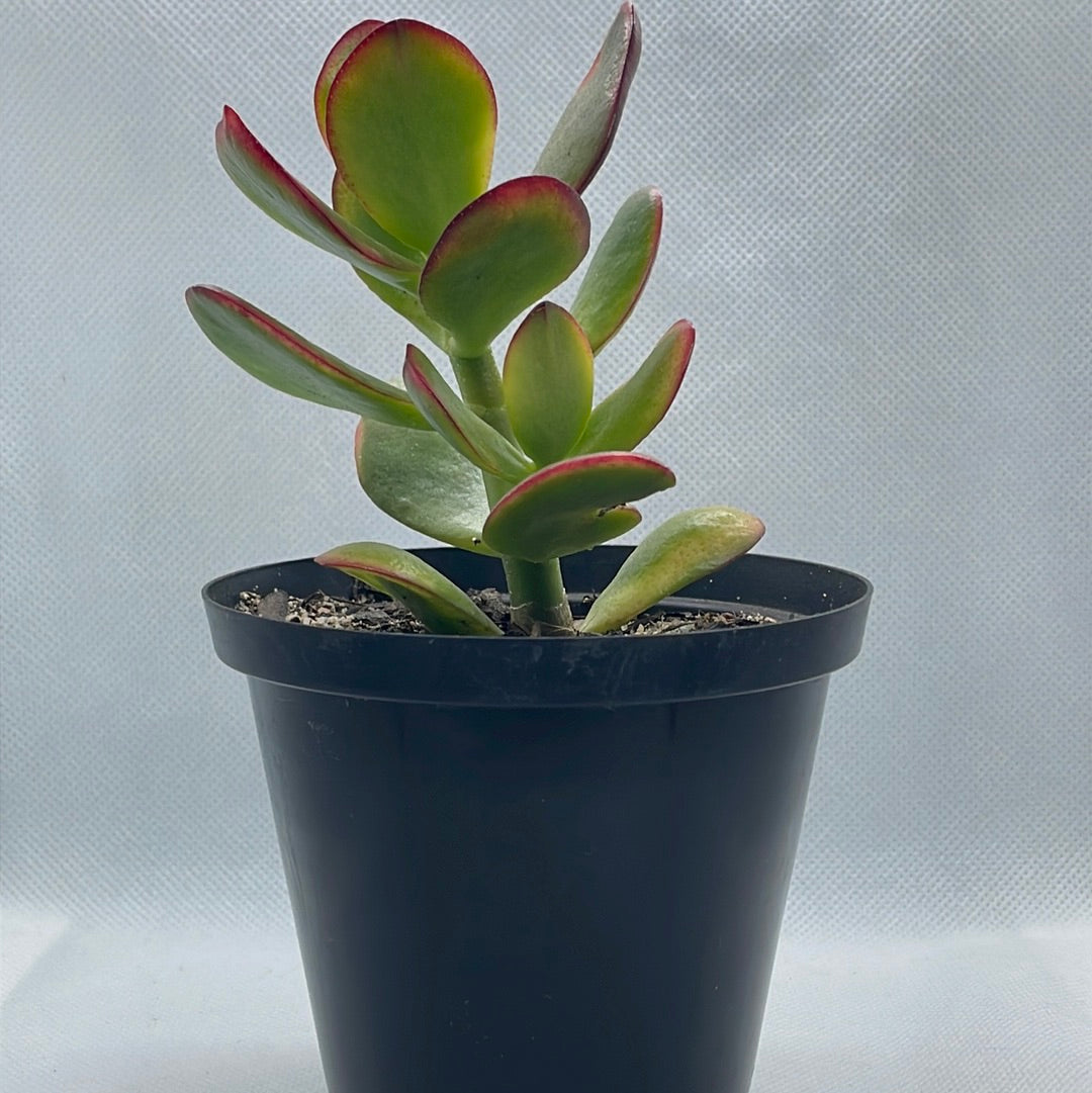 Crassula ovata ‘Hummel's Sunset’