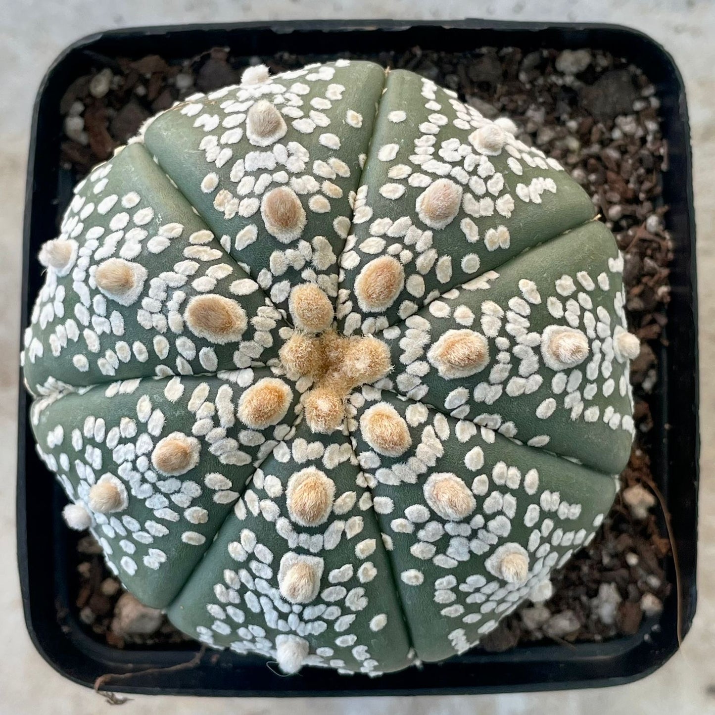 Astrophytum asterias ‘Super Kabuto’