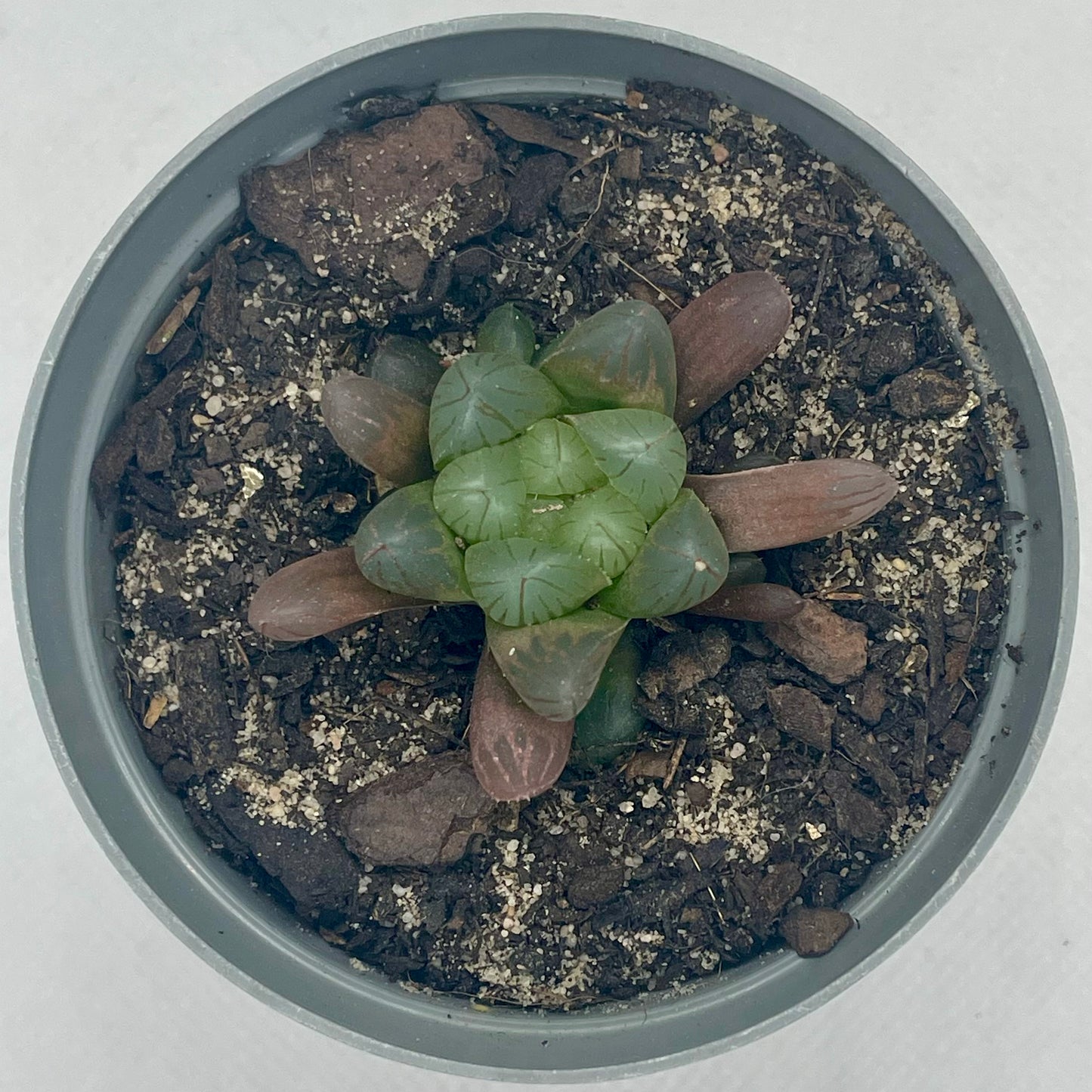 Haworthia cooperi var. truncata hybrid