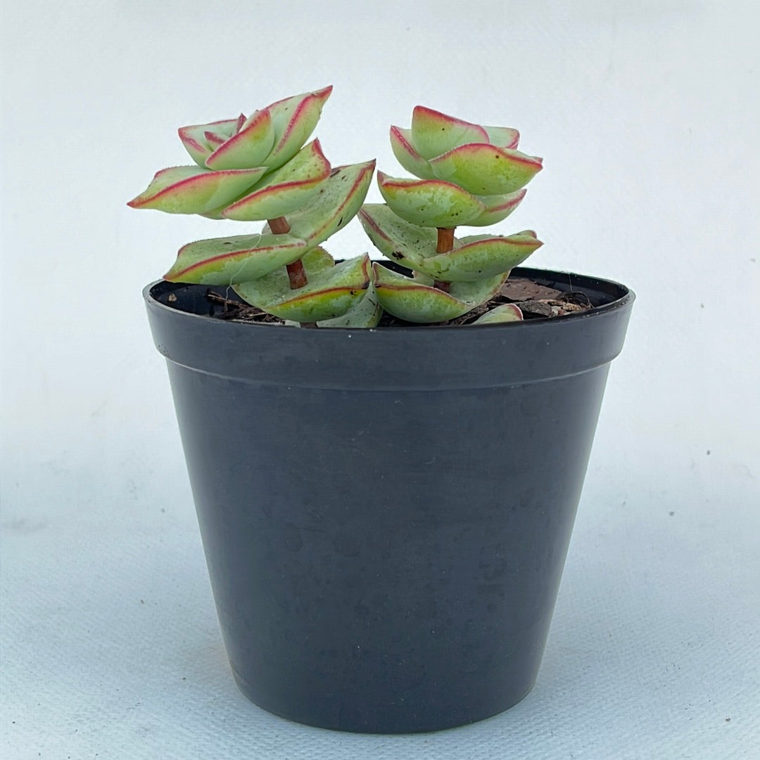 Crassula Perforata ‘giant Form’ Selecta Succulents