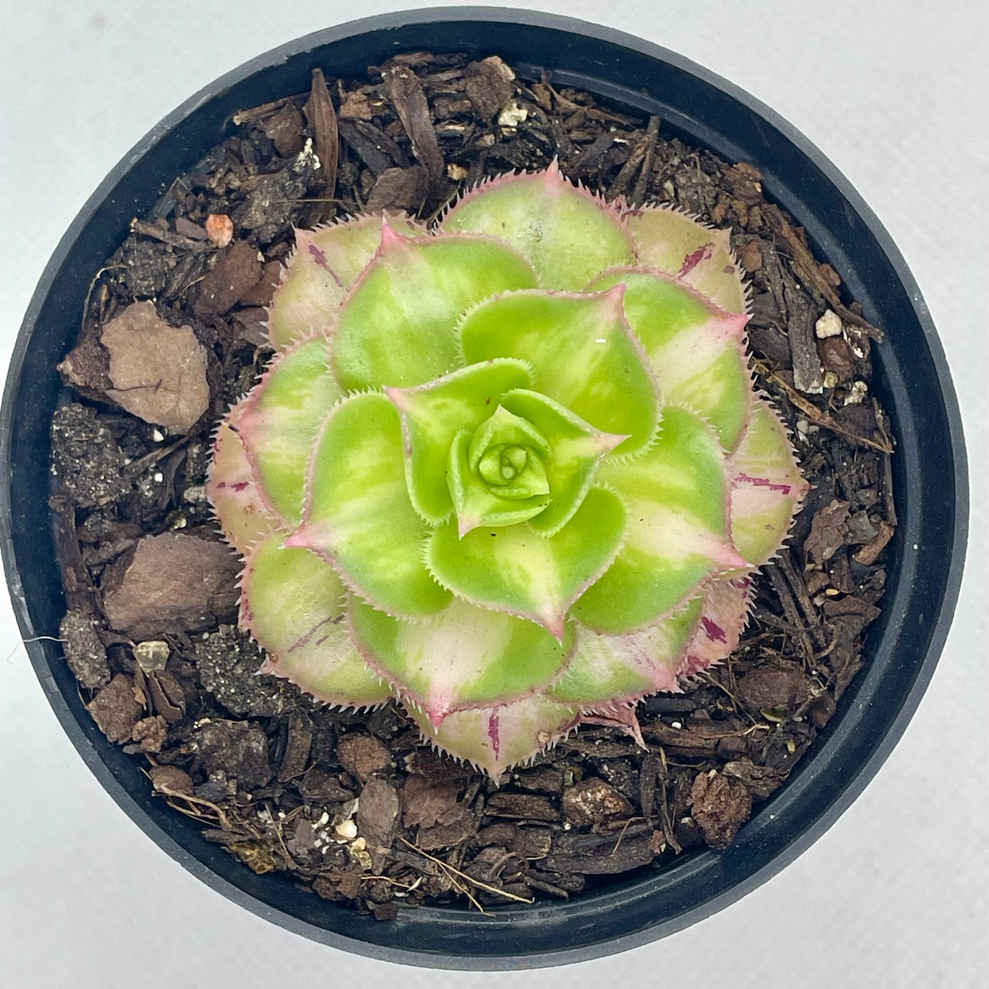 Aeonium ‘Starburst’