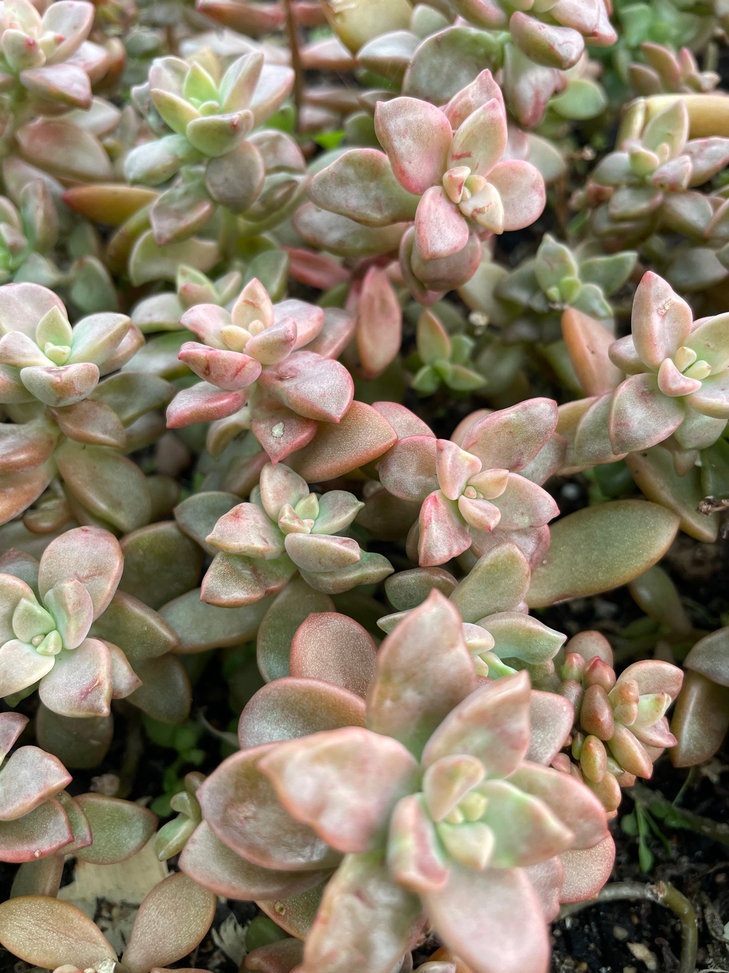 xGraptosedum ‘Bronze’