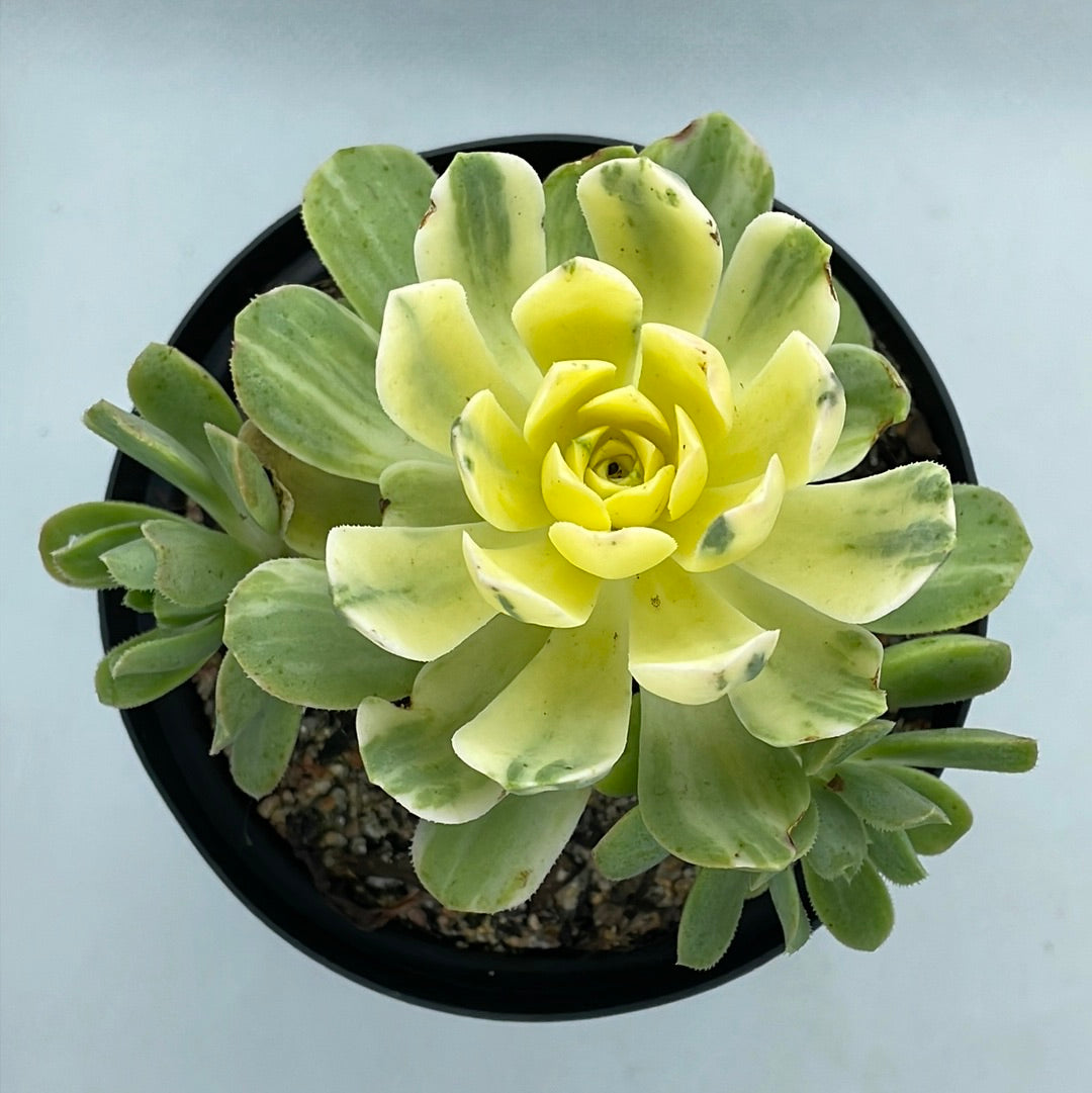 Aeonium castello-paivae ‘Harry Mak’