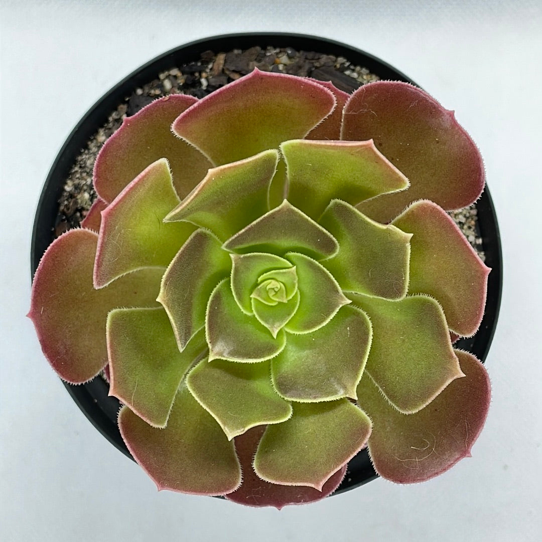 Aeonium ‘Velour’