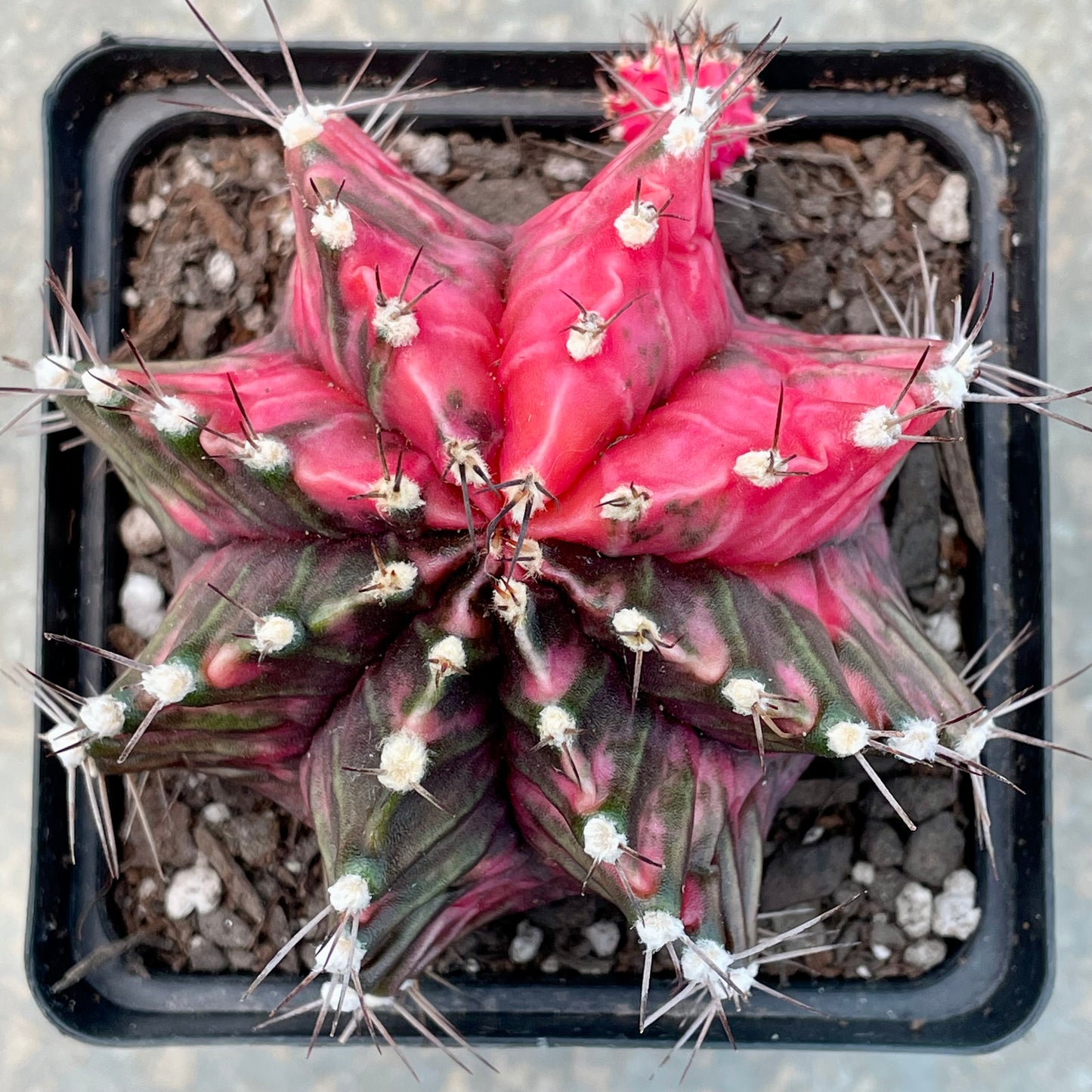 Gymnocalycium mihanovichii ‘Variegata’ (Nishikii)