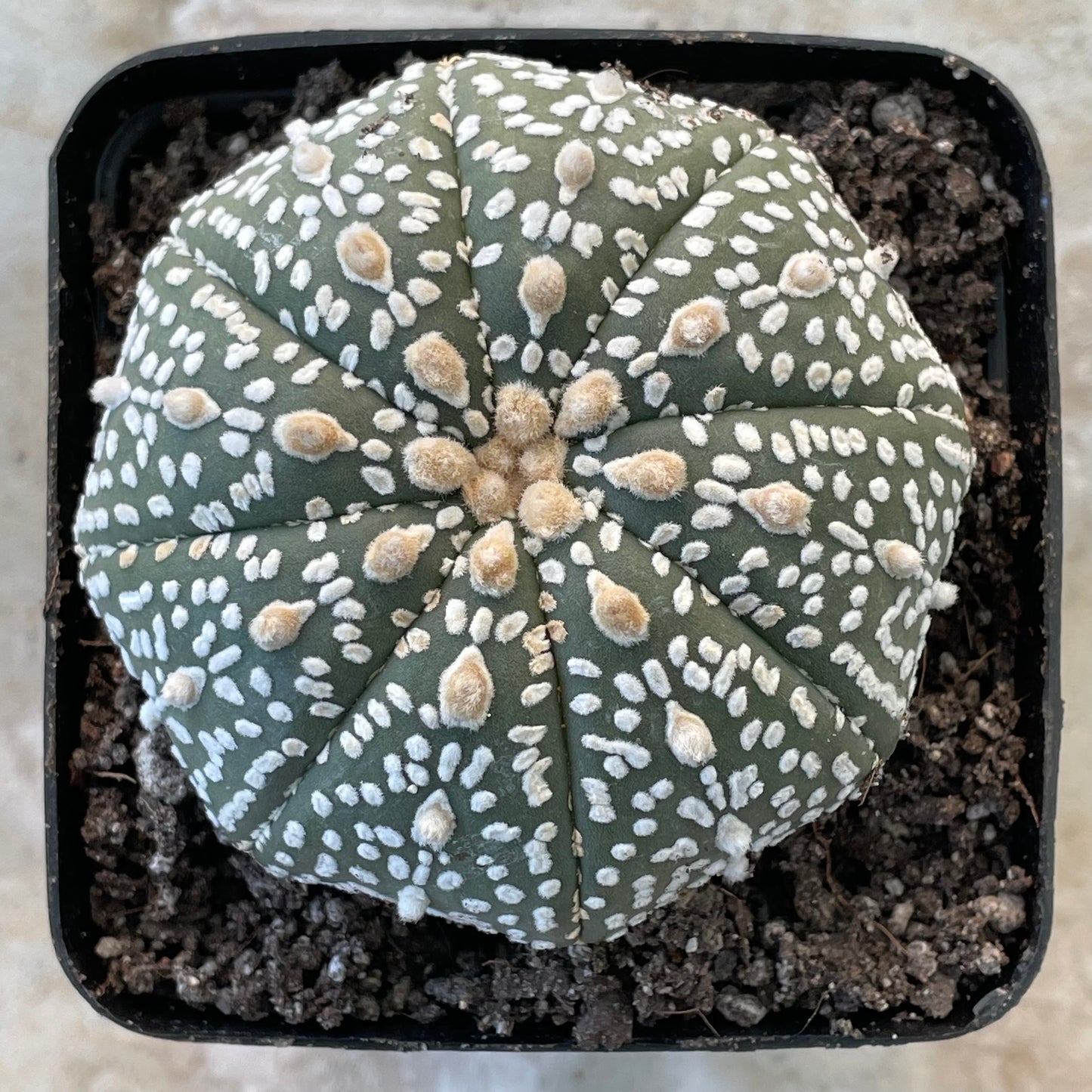 Astrophytum asterias ‘Super Kabuto’