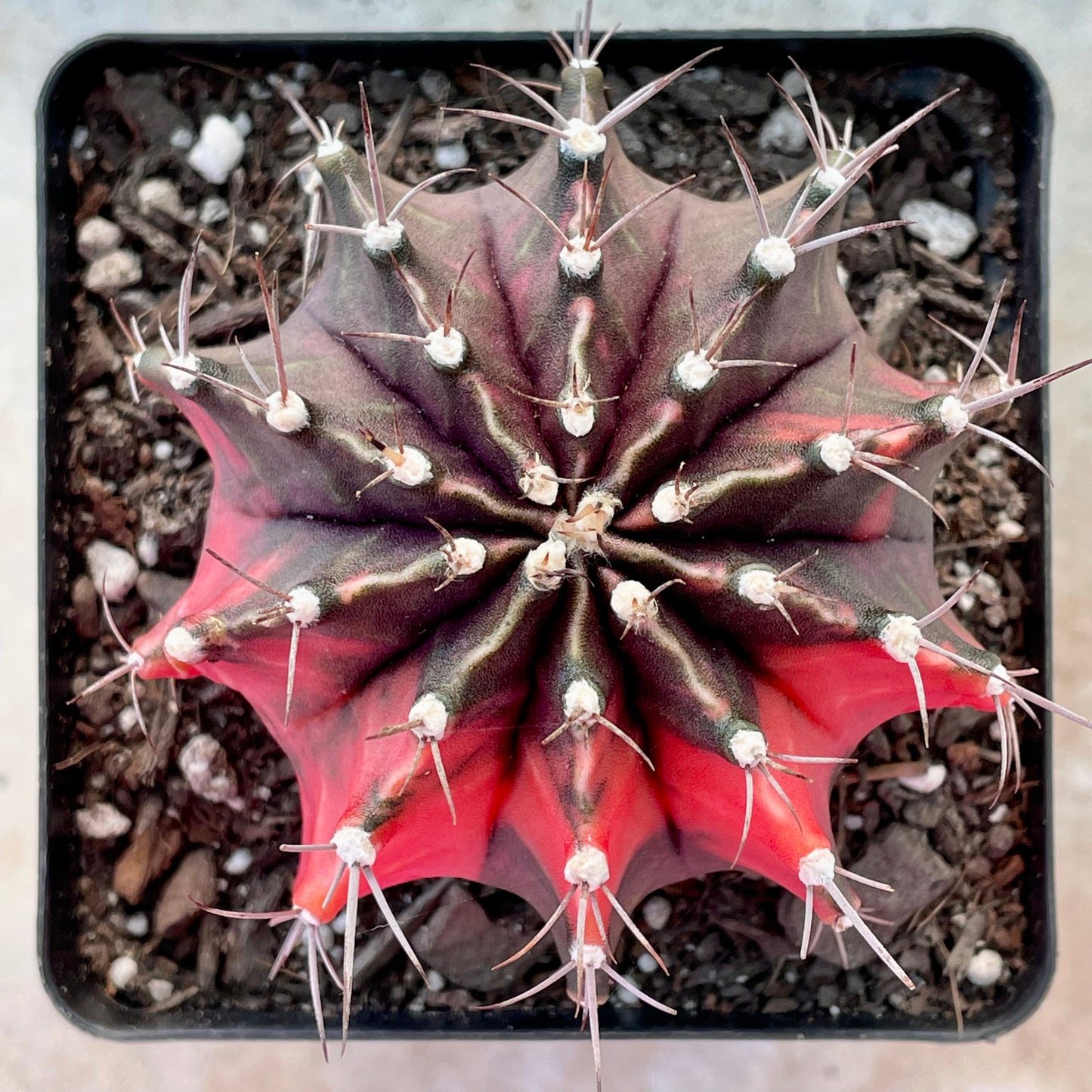 Gymnocalycium mihanovichii ‘Variegata’ (Nishikii)