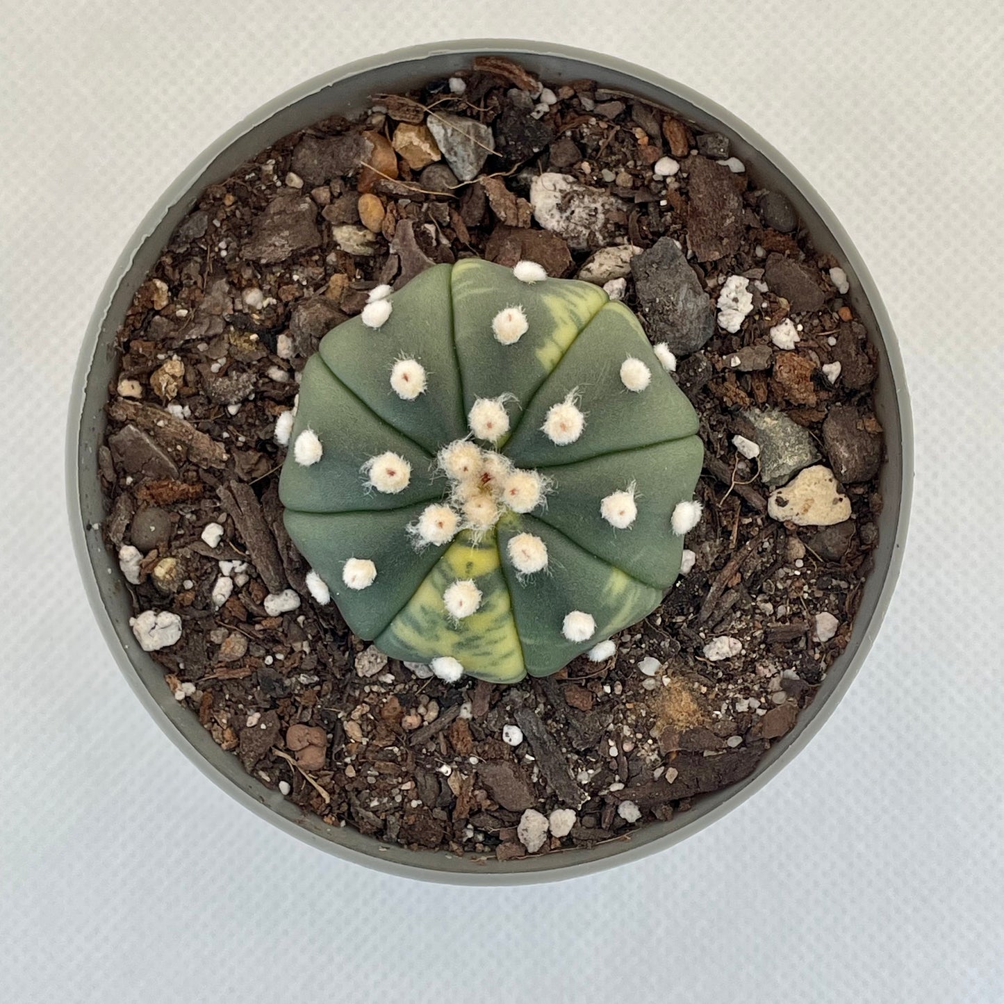 Astrophytum asterias var. nudum f. variegata