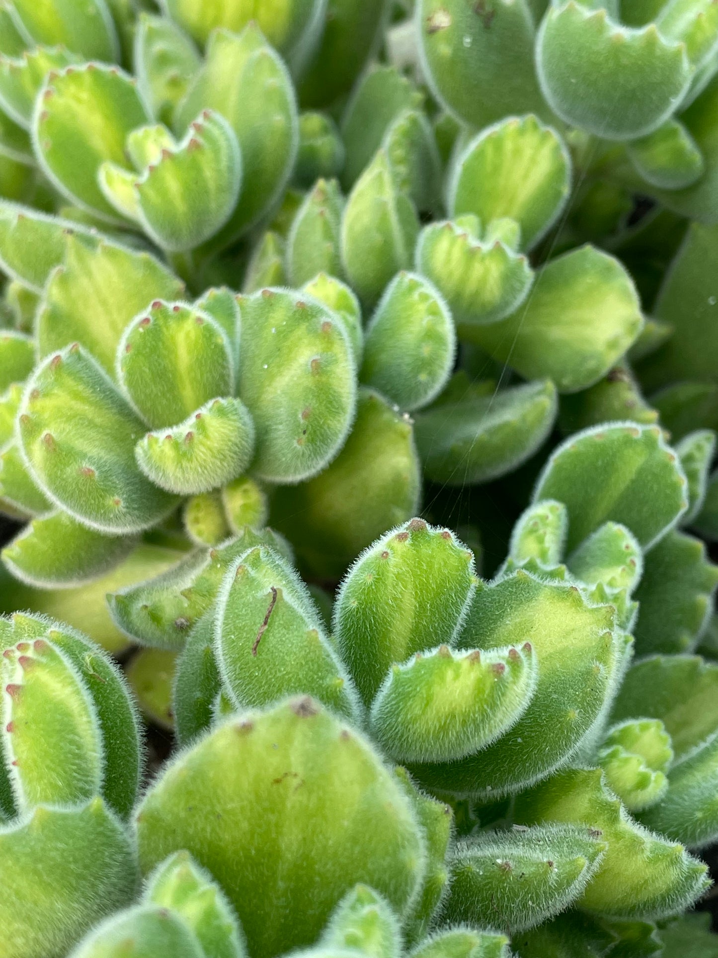 Cotyledon tomentosa f. Reverse Variegata