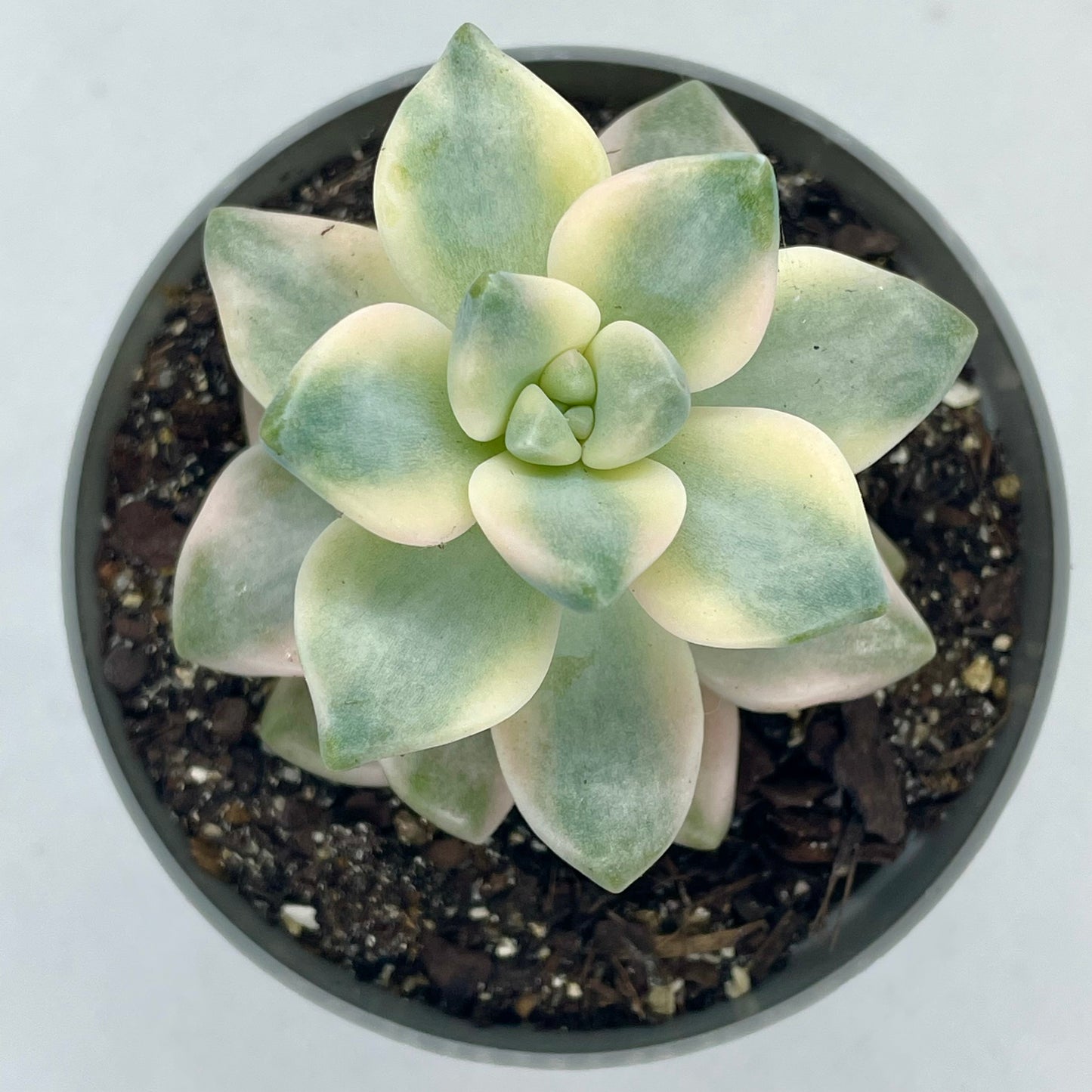 xGraptoveria ‘Apricot’