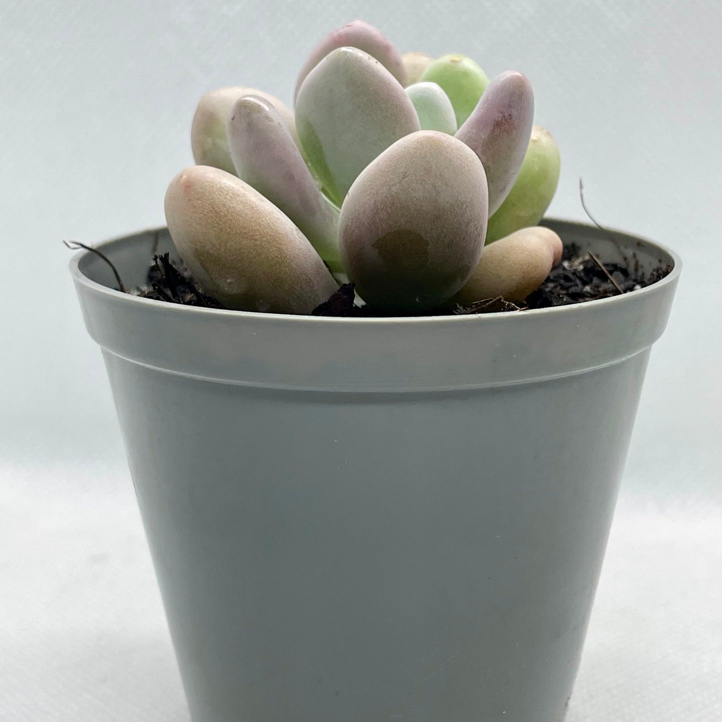 Pachyphytum oviferum