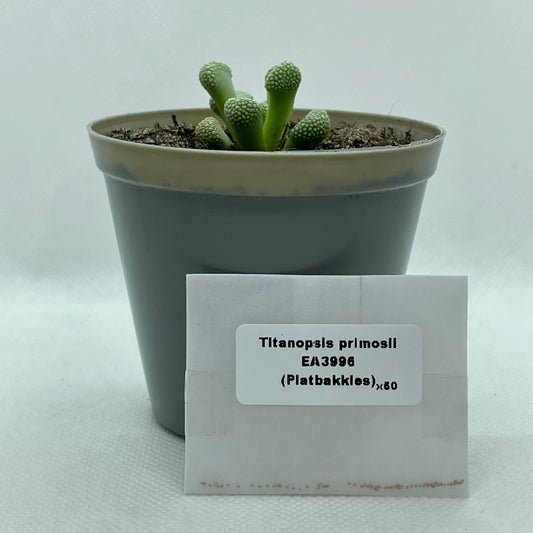 Titanopsis primosii