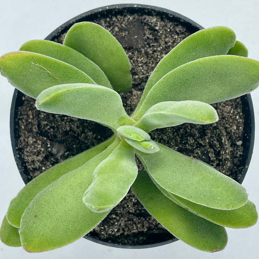 Crassula cephalophora